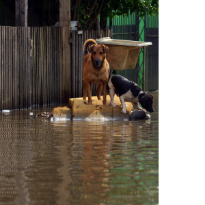 Dogs in flood being taken away by water, HQE Systems specializes in this situation with their emergency mass notification technology that is able to integrate with artificial intelligence and machine learning.